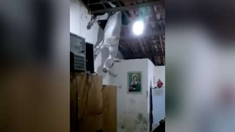 Desliz animal: "No hay lluvia, pero en su lugar nos caen burros" (VIDEO)