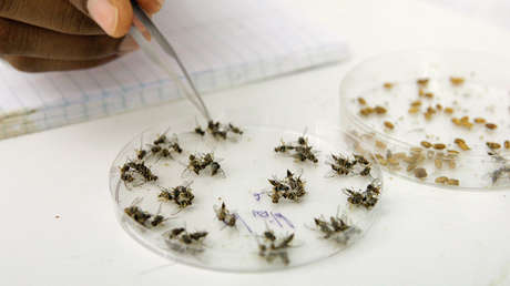 El Ejército de EE.UU., principal inversionista de las investigaciones sobre impulsores genéticos