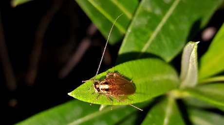 Alerta en EE.UU.: las cucarachas invaden Miami