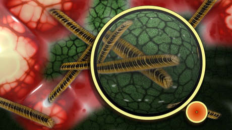 Alertan de una peligrosa y silenciosa superbacteria de transmisión sexual resistente a antibióticos