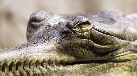 Hallan en pleno invierno ruso a un cocodrilo enorme en el sótano inundado de un edificio residencial