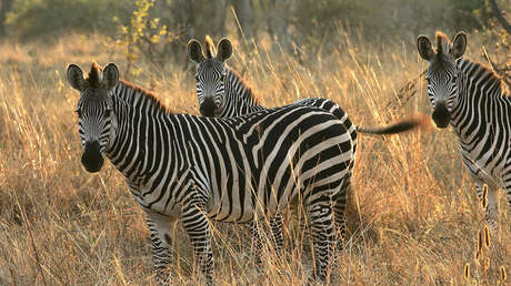 Agencia de viajes africana imita a Trump e invita a visitar su "país de mierda"