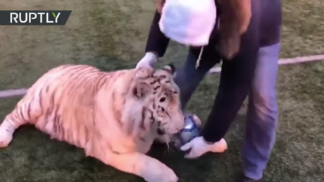 Un tigre que juega al fútbol mejor que Ronaldo conquista la Red (VIDEO)  