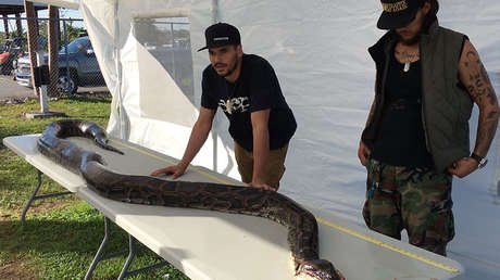 "Le disparé justo en la cabeza": Capturan una pitón gigante en EE.UU.