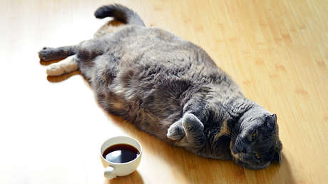 Felino feliz: Un gato hereda 30.000 euros en Italia 