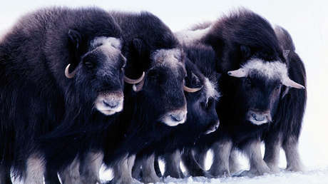 Un aterrador "tsunami de hielo" sepulta con vida a una manada de misteriosos animales en Alaska