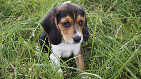 Rusia: Un cachorro dispara y mata a su dueño