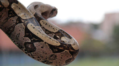 VIDEO: Una cobra gigante paraliza el tráfico en Vietnam