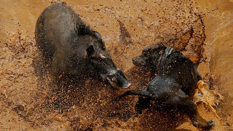 FOTOS: Así son las sangrientas peleas hasta la muerte entre perros y jabalíes en Indonesia
