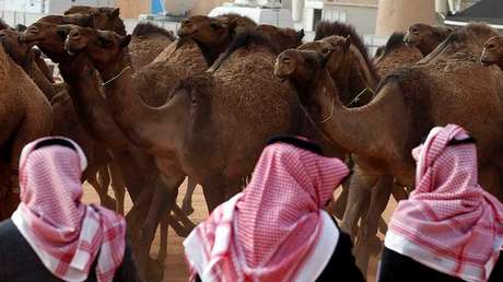 Descalifican a doce camellos de un concurso de belleza en Arabia Saudita por llevar botox