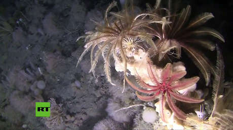 ¿Qué vida alberga el fondo del océano Antártico? Greenpeace publica un espectacular video