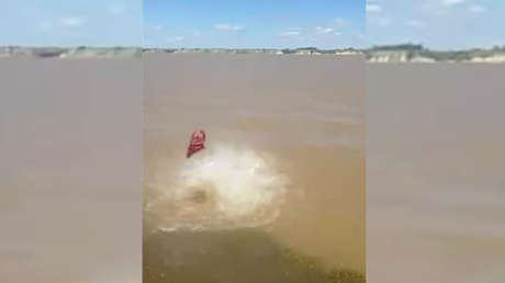 Video: Peces carnívoros devoran carne en segundos