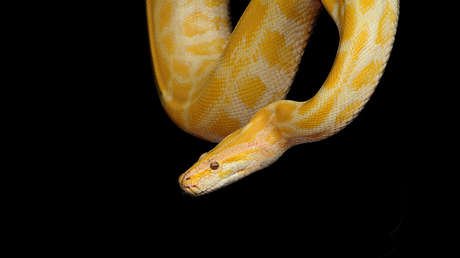 "Una muestra de cariño": Un amante de las serpientes muere estrangulado por una pitón