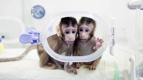 Un hito científico: "La barrera técnica para clonar humanos está ahora rota"