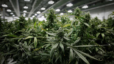 México: Ministro de Turismo propone legalizar la marihuana para contrarrestar la inseguridad (VIDEO)