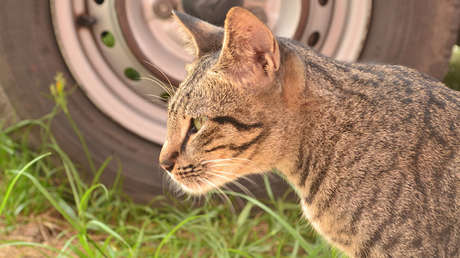 VIDEO: A este gato le gusta 'surfear' sobre un coche en marcha pero la policía no lo aprueba