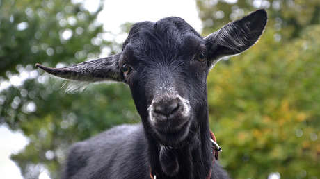 Lo acusan de transformar a un hombre en una cabra y le dan una paliza por ello