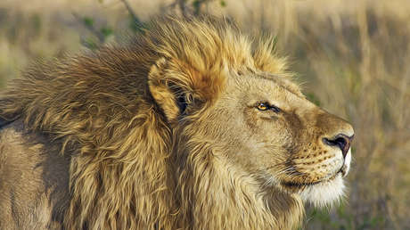 "Un verdadero caballero": Video de un león que 'besa' la pata de un perro se vuelve viral