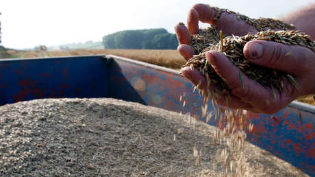 Este es el cereal que han utilizado dos estudiantes mexicanas para crear un plástico biodegradable