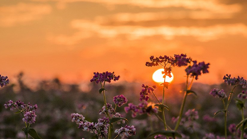 Científicos pronostican un 'apagón' solar para mediados de este siglo