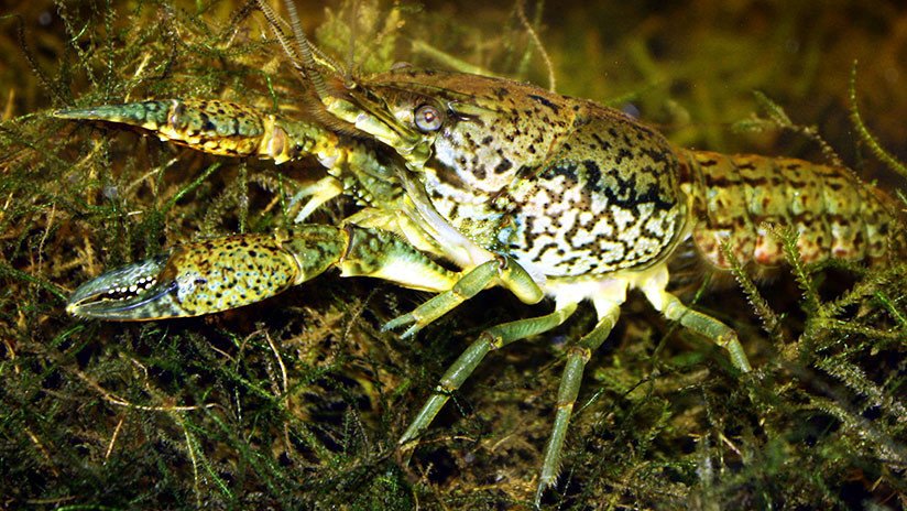 Cangrejos hembra que se clonan sin necesidad de machos amenazan con 'colonizar' el mundo