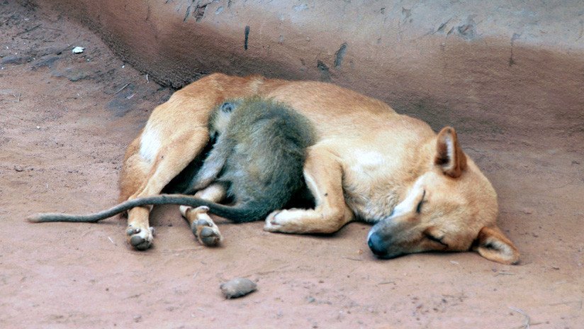 Lección de amor en Colombia: Una perrita adopta a un mono y nadie los puede separar (VIDEO)