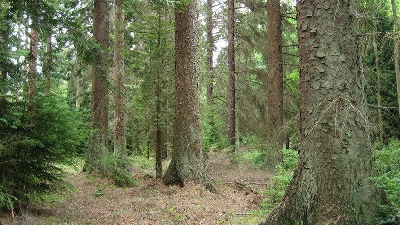 El solitario árbol que atestigua la huella del ser humano en la Tierra