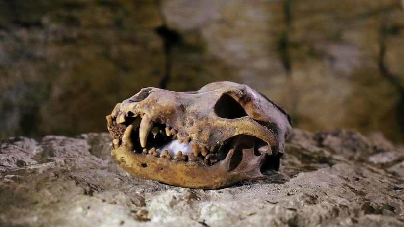 Excavan una necrópolis en Egipto con 1.000 estatuas y 40 sarcófagos en buen estado