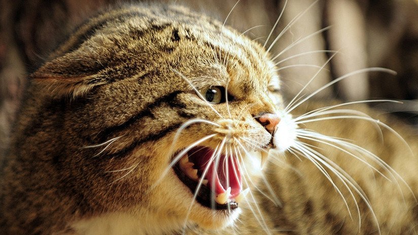 Indignante: unos adolescentes tiran a un pequeño gato a un horno y lo graban en video