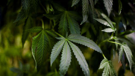 EE.UU.: San Francisco eliminará registros de miles de condenas por marihuana