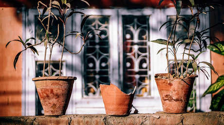 La historia del paisajista que mataba hombres, descuartizaba sus cuerpos y los escondía en maceteros