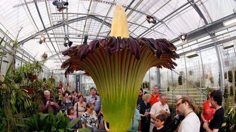 ¿Por qué Amazon cultivará la 'flor cadáver'?