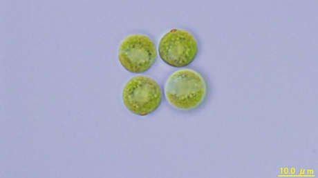 Revelan el origen de las formas de vida complejas