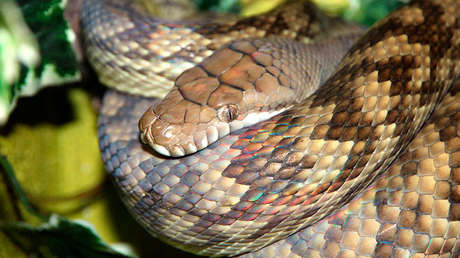 FOTO: El inesperado final del duelo entre una pitón y una cobra 