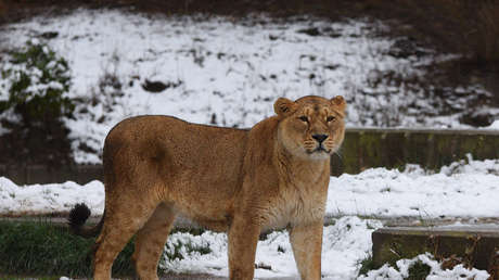 Bajo un manto blanco: Así luce España tras el temporal de nieve que azotó el país