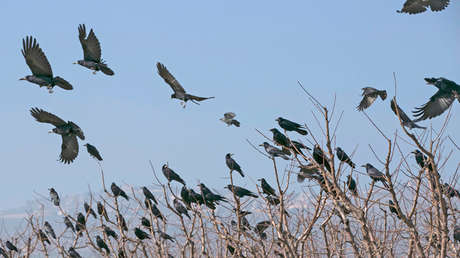 Como en una peli de Hitchcock: Miles de pájaros oscurecen el cielo de Texas (VIDEO)