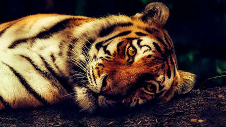 Policías armados se enfrentan durante casi una hora a un tigre de peluche (FOTO)