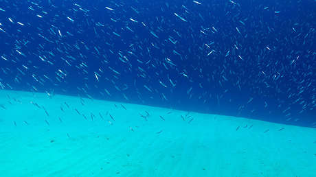 Escalofriantes sonidos emanan de las profundidades del mar Rojo