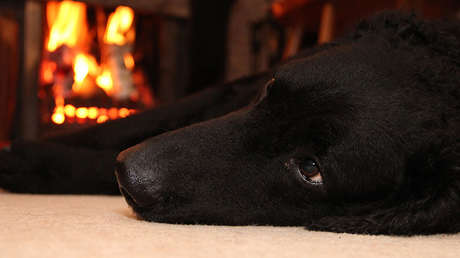 VIDEO: Un perro casi incendia una casa al intentar robar panqueques 