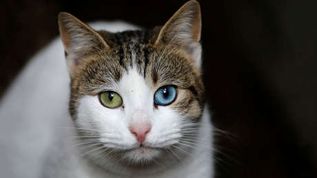 La ciudad donde gobiernan los gatos