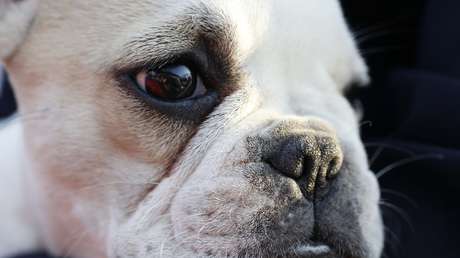 FOTOS: Perrita abandonada perdió todo su pelaje por dolor, pero le crece nuevamente por amor