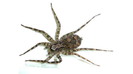 Las arañas planas cazan "en un abrir y cerrar de ojos" (VIDEO)