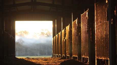 Comando armado ataca un rancho y mata a un hombre y 15 caballos en México (FUERTES IMÁGENES)