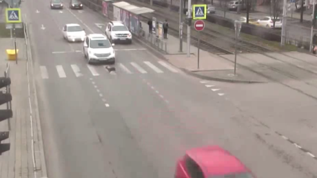 VIDEO: Perro provoca un choque al cruzar el paso de peatones a destiempo