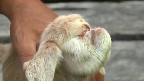 VIDEO: Nace en Malasia una cabra cíclope