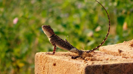 Exalto mando iraní: "Los extranjeros usan lagartos para espiar nuestras instalaciones nucleares"