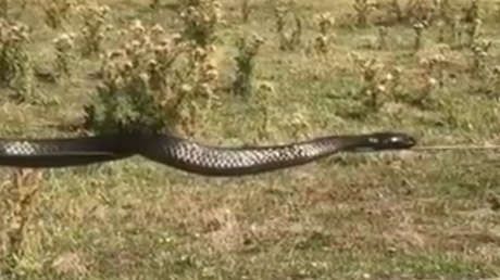 Funambulismo animal: Una enorme serpiente se balancea en un alambrado (VIDEO)