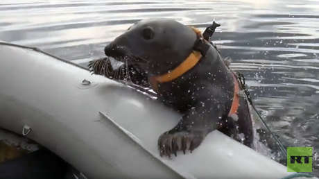 VIDEO: Una foca marina realiza ejercicios militares en el norte de Rusia