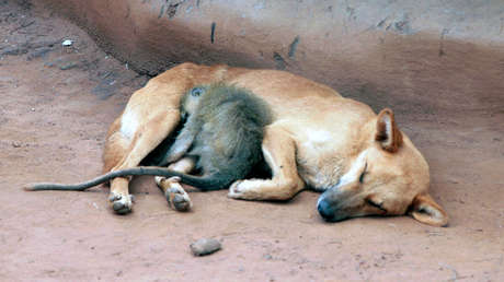 Lección de amor en Colombia: Una perrita adopta a un mono y nadie los puede separar (VIDEO)