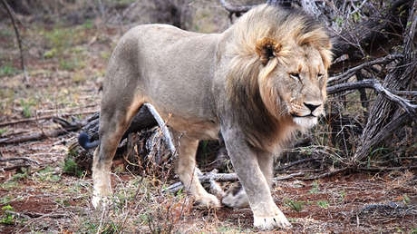 China: Un leon en cautiverio se muerde y arranca la cola atrapada en agua congelada (VIDEO)